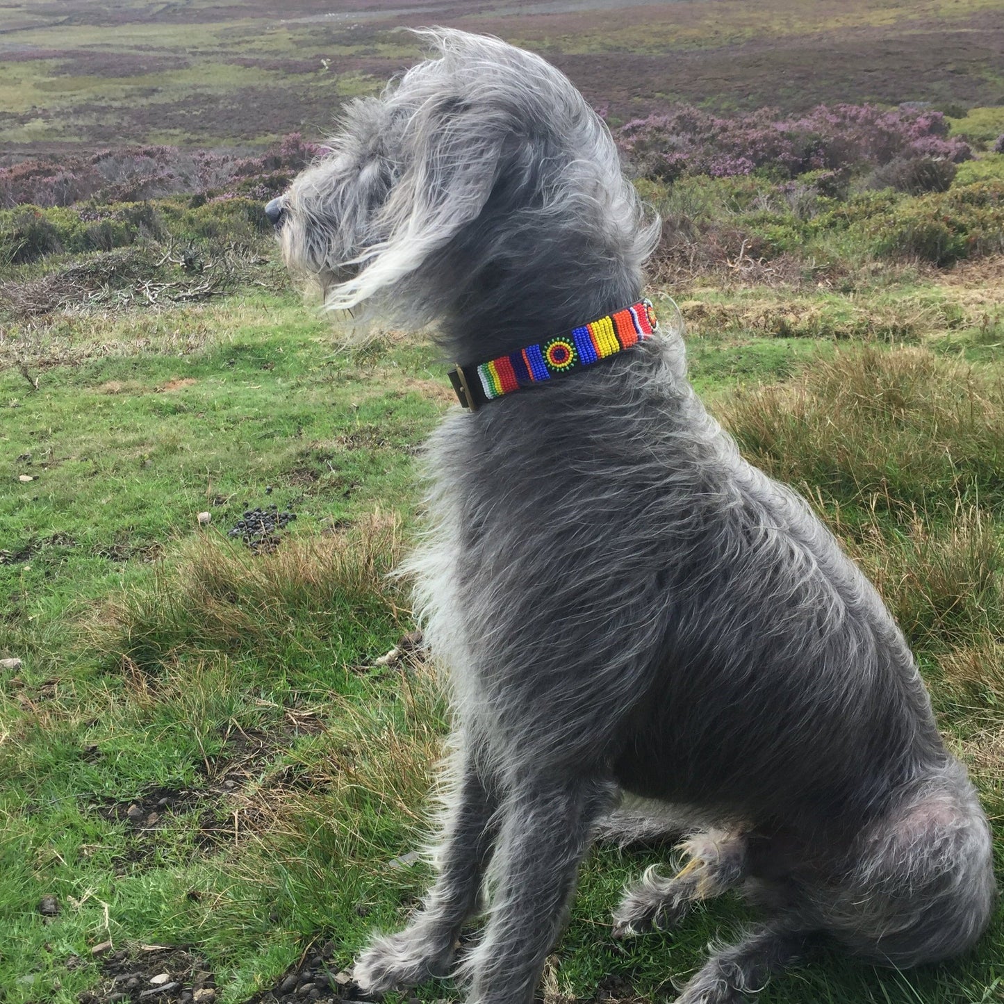 Dog Collars    From £24.00