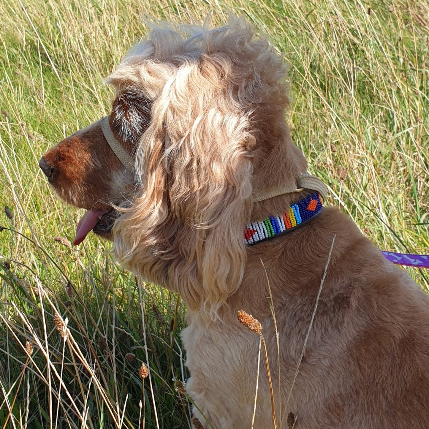 Dog Collars    From £24.00