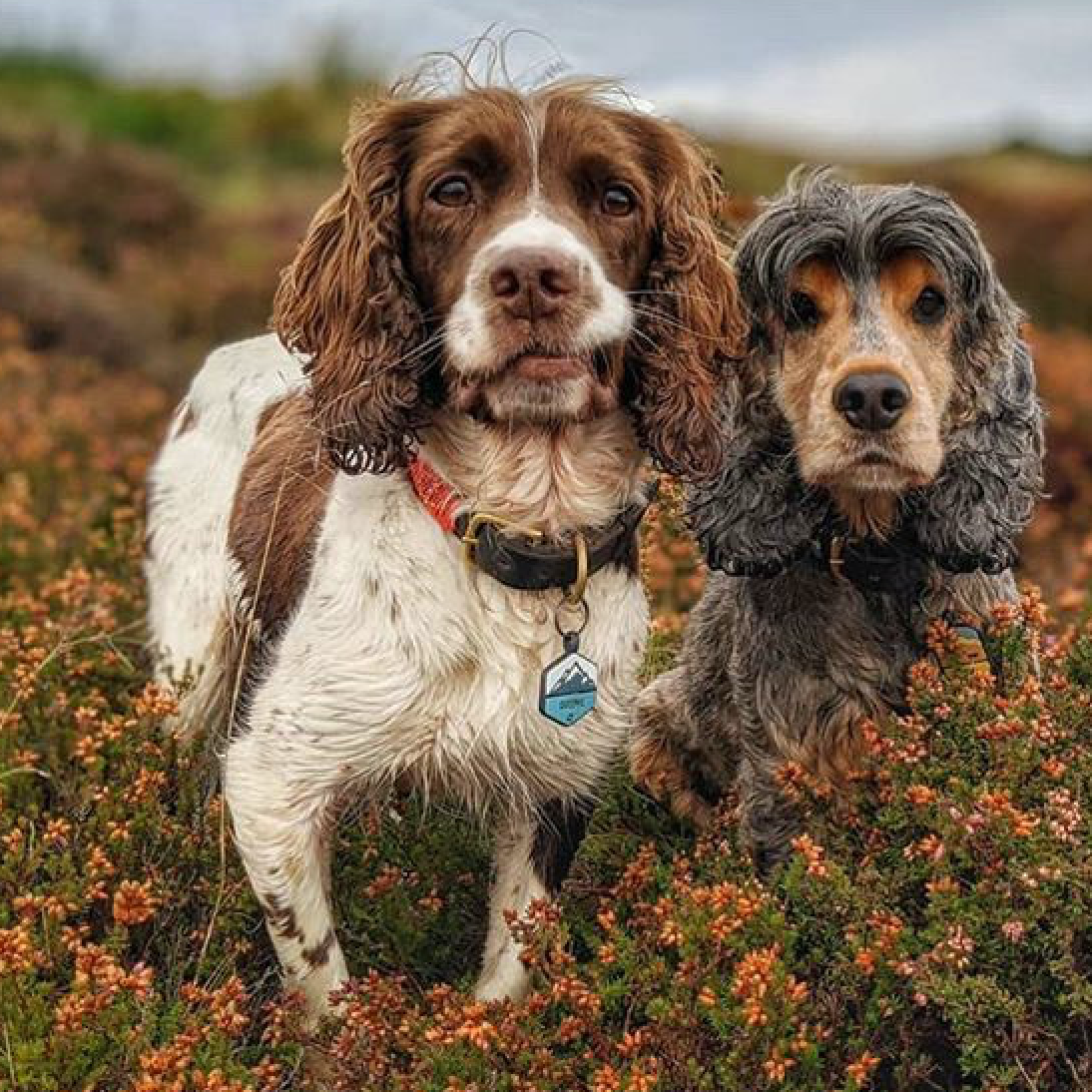 Dog Collars    From £24.00