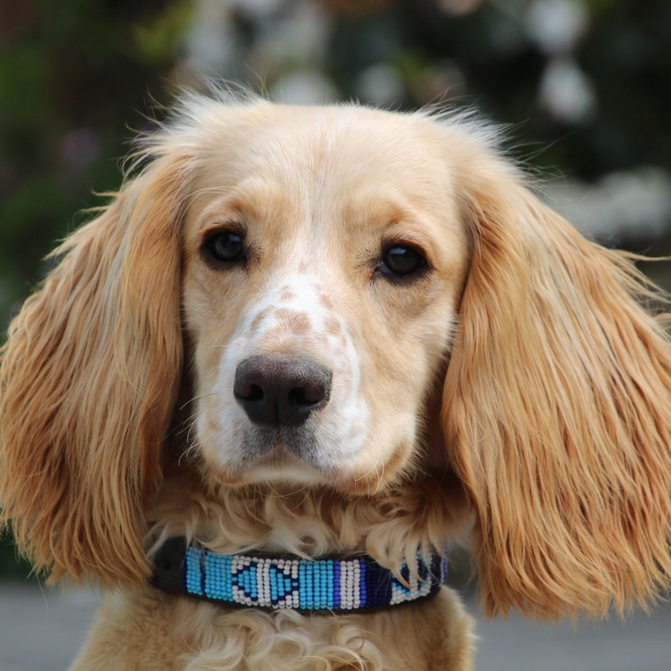 Dog Collars    From £24.00